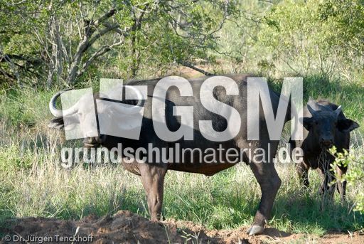 Afrikanischer Büffel (21 von 102).jpg